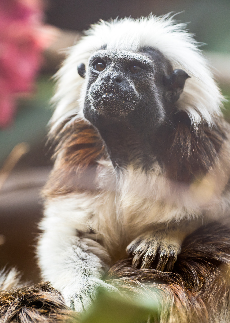 Monkey Park