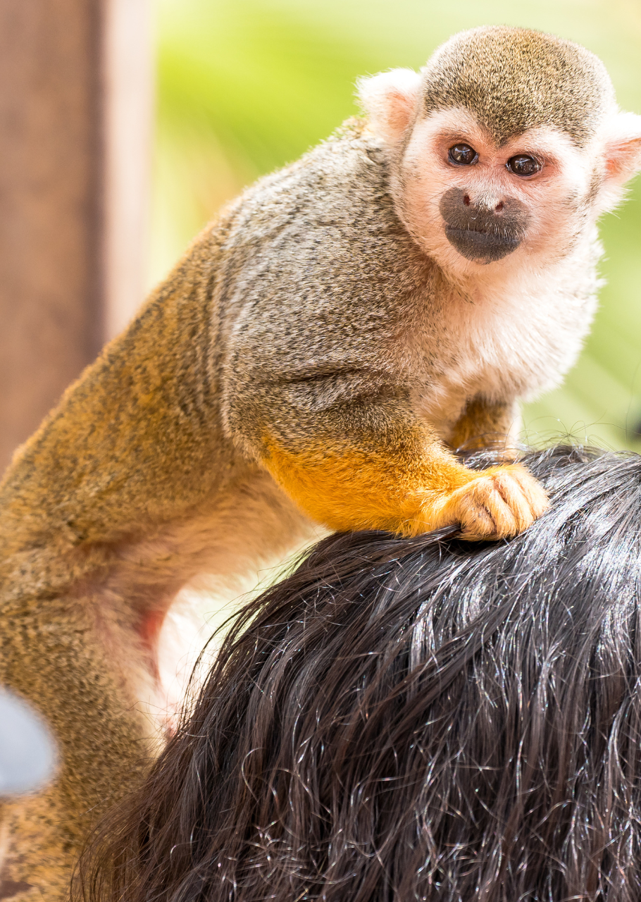 Monkey Park